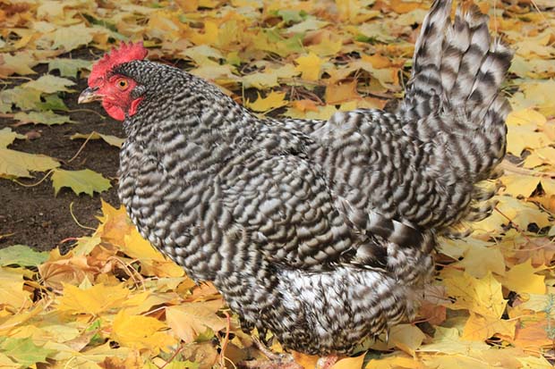 Autumn is a good time to buy poultry.