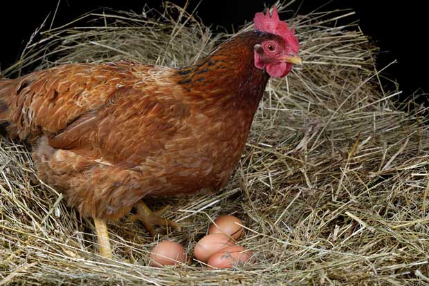 Signs of a healthy hen