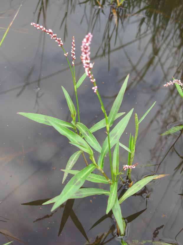 Water weeds Swamp Willow Weed 1 Photo Harry Rose