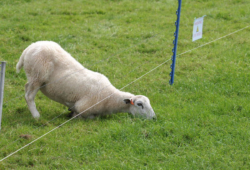 sheep under fence