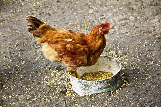 Why your should feed your chicken flock fermented food