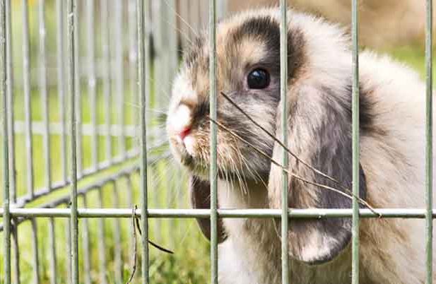 rabbit in mobile hutch to eat weeds