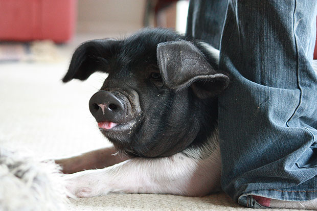 Bo the trained pig.