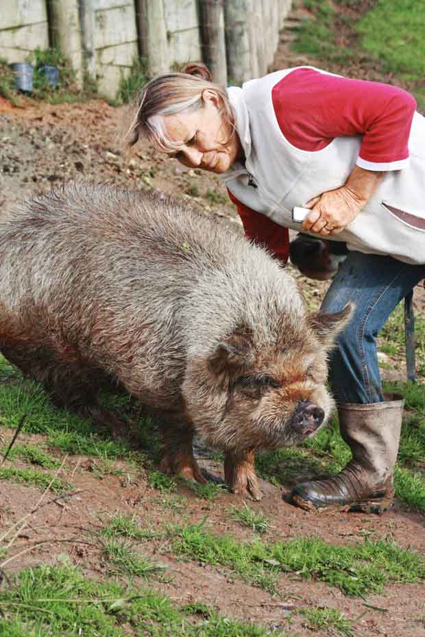 Frances with Nougie the boar.