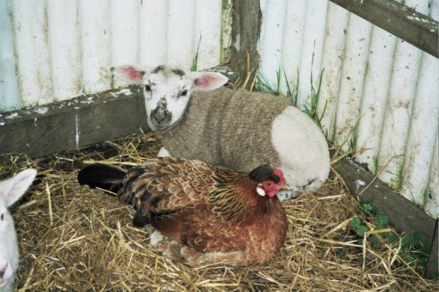 lamb and chicken