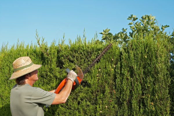 man cutting hedge