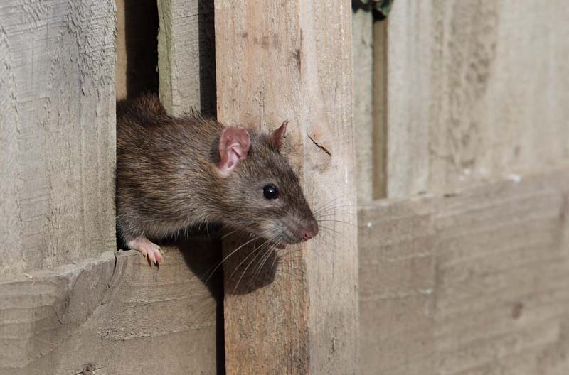 Think you saw a rat? Rats are less likely to let themselves be seen.