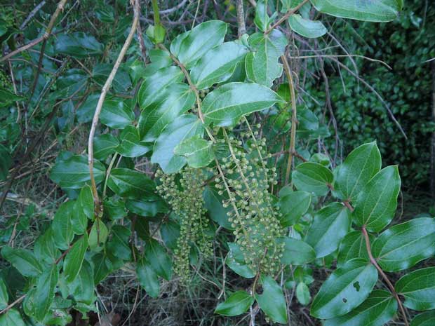  Coriaria arborea, tutu, native plant of New Zealand. Photo: Wikicommons/Rudolph89