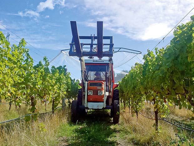 Feature - Organic vineyardNetting 2014