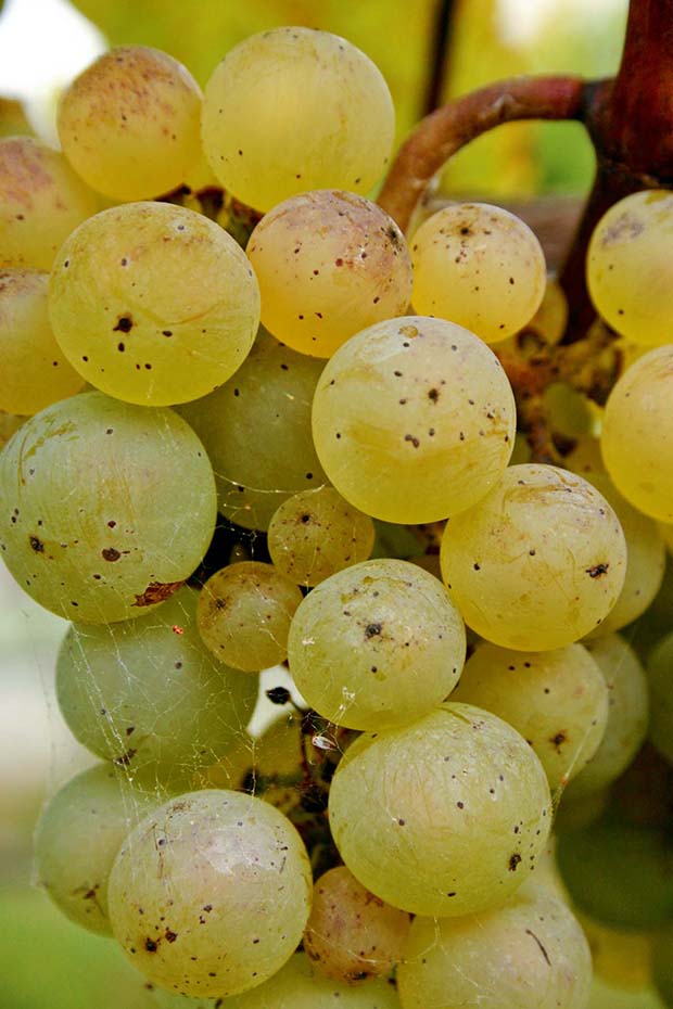 Riesling grapes.