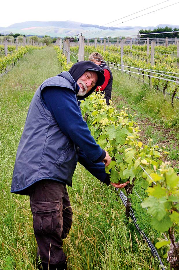 Feature - Organic vineyardShoot thinning 2012