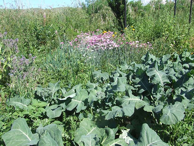 The vegetable garden includes broccoli, tree onions, dianthus (for salads), calendula, borage and rosemary