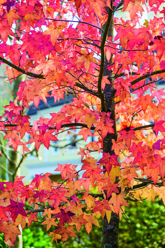 Autumn leaves Patrick Rattray