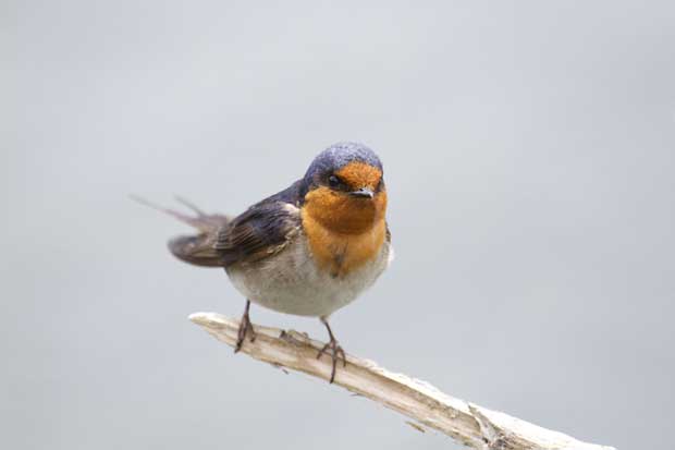 A visiting swallow,