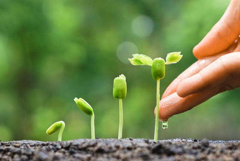 10 tips for growing good seedling transplants