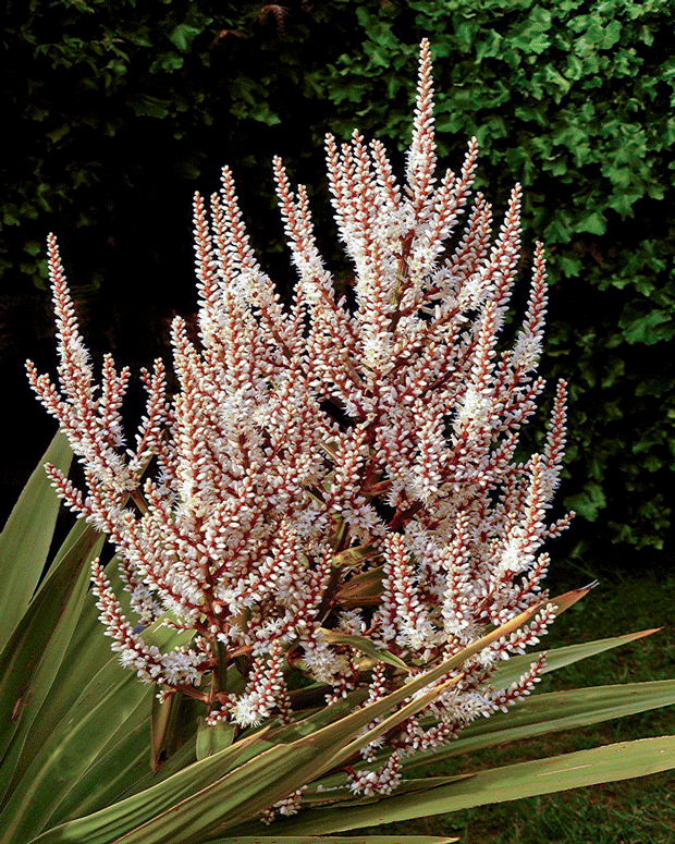 february-in-the-orchard-cabbage_tree_flowers-photo-sid-mosdell-wikimedia-commons