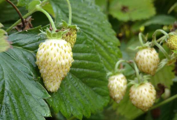 in-the-orchard-white-strawberry-2-1