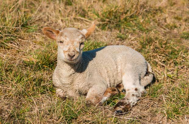 lamb injured
