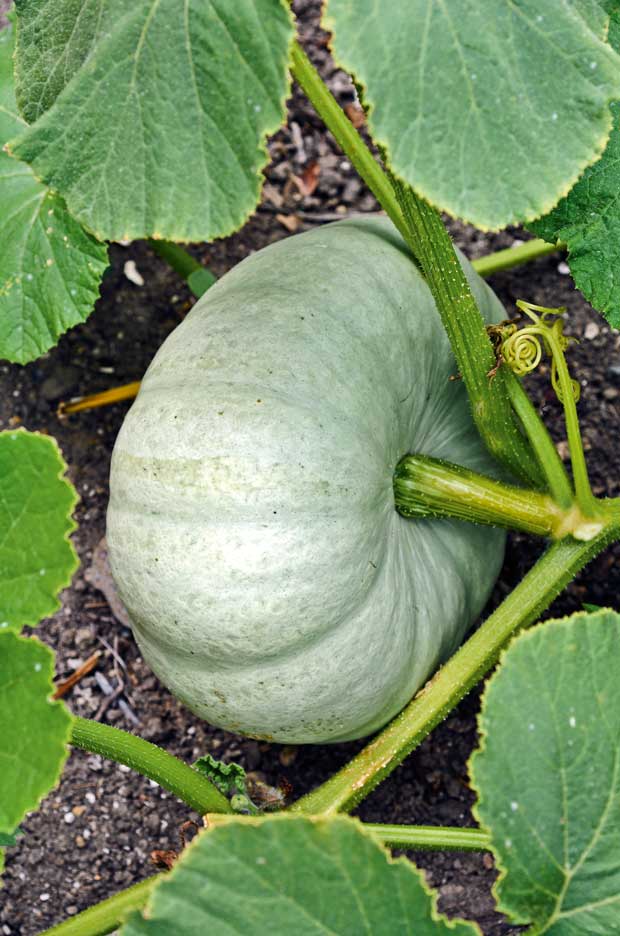 why pumpkins are the new superfood