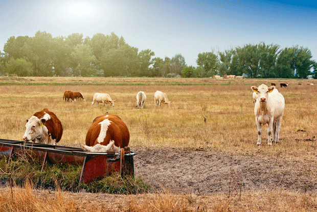 cows FE pasture