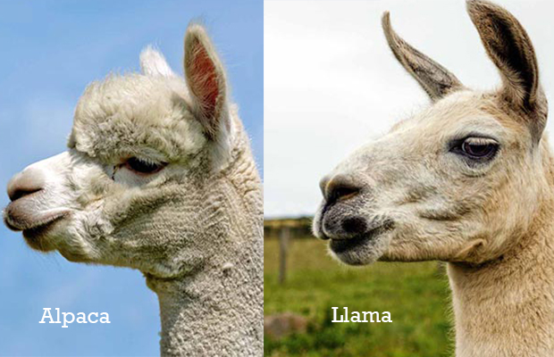 alpaca_vs_llama