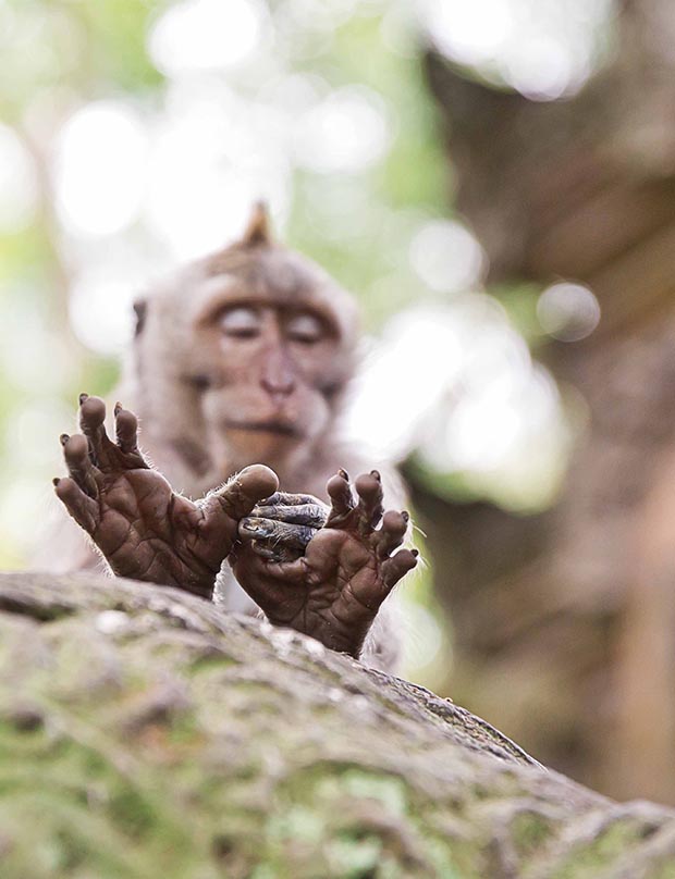 A macaque does his nails.