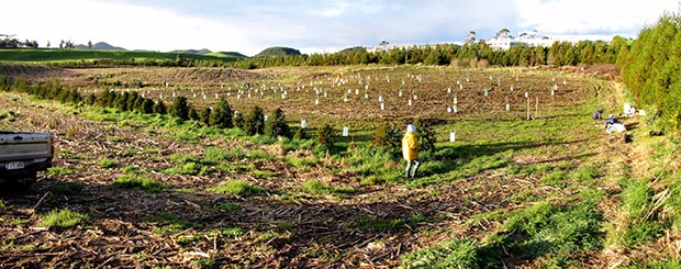 Year 2: the Waihi food forest is planted out into a crop of tick beans, including heritage fruit trees and nitrogen-fixing tagasaste, in 2013.