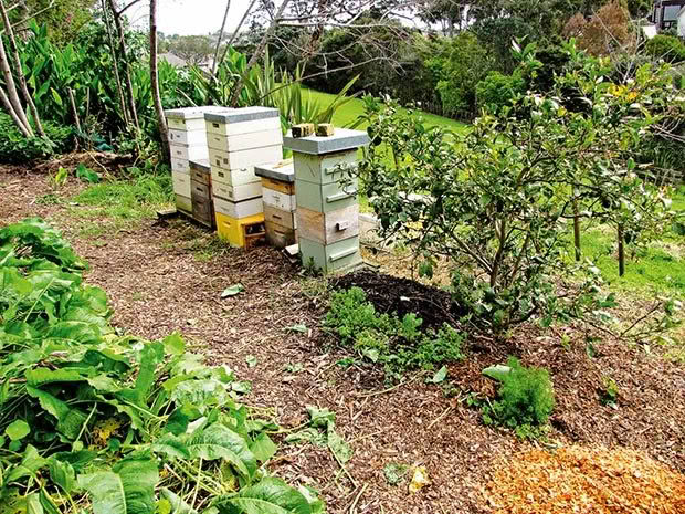 Beehives from Bee Happy provide pollination in return for honey.