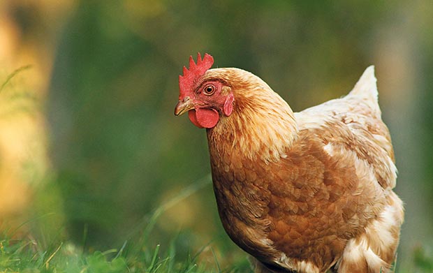 The basics to a happy hen: how much space do hens need?