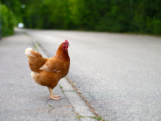 hen by the road