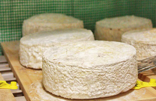 MPI is out of touch says artisan cheesemaker