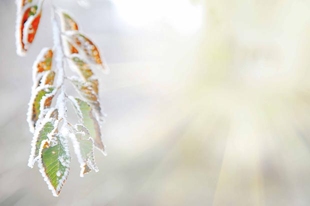 2 secrets to getting your fruit trees through a frost