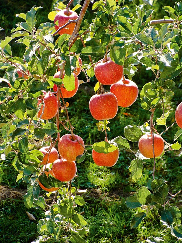 Apple best fruit trees auckland
