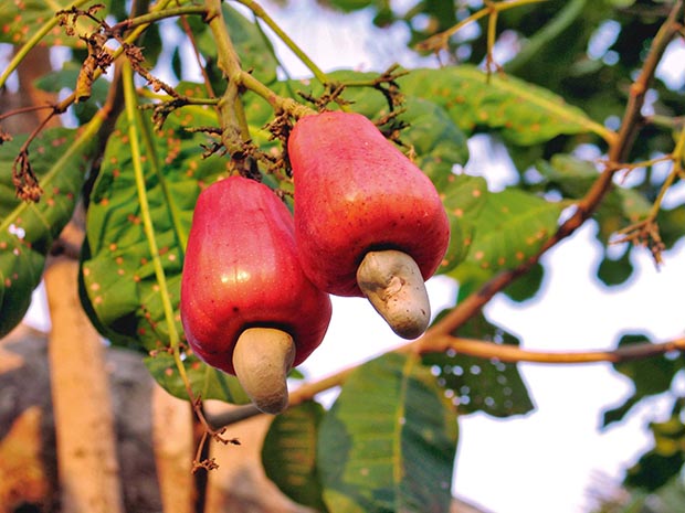 8 nut trees that are good to grow in New Zealand