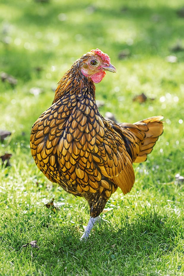 A guide to pedigree, purebred, heritage and hybrid chicken breeds