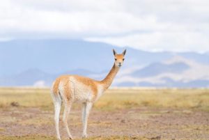 North Canterbury llama farmer Judy Webby's hunt for the real llamas of ...