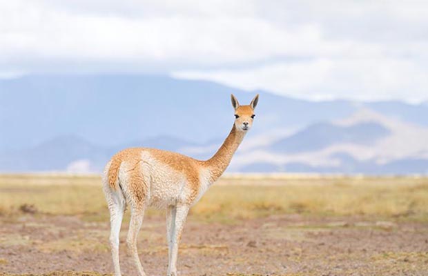 North Canterbury llama farmer Judy Webby's hunt for the real llamas of ...