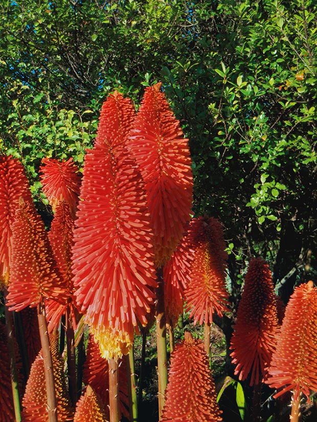7 reasons to plant this hot poker