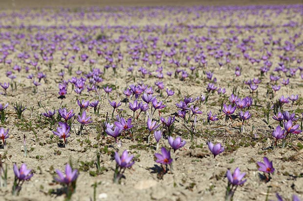 Some Of Hydroponically Growing Saffron