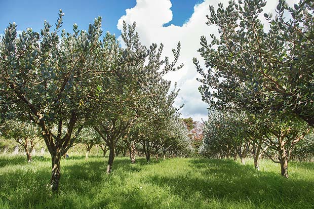 feijoa orchard