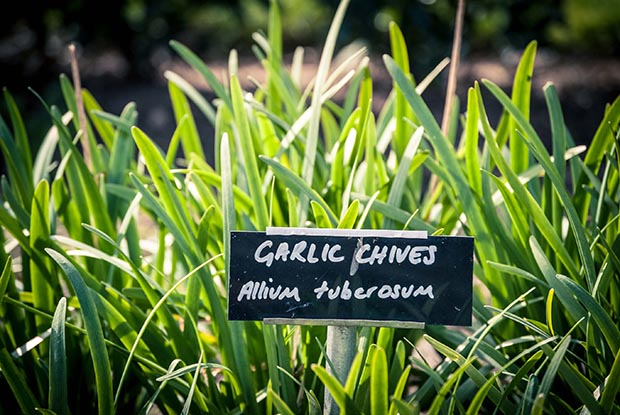 How to grow, divide and harvest garlic chives