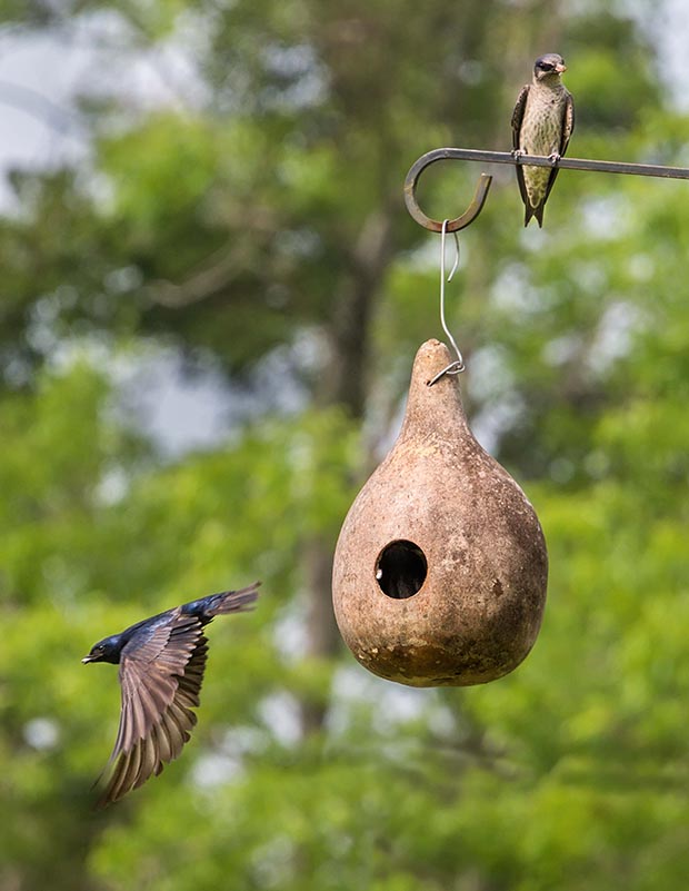 How to make a birdhouse out of a gourd