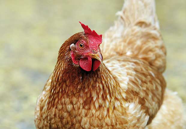 Signs your chickens might have gapeworm PLUS how to treat it