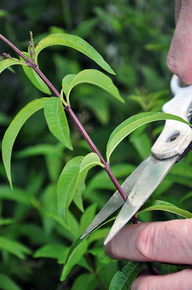 How To Grow Lemon Verbena In A New Zealand Garden Thisnzlife