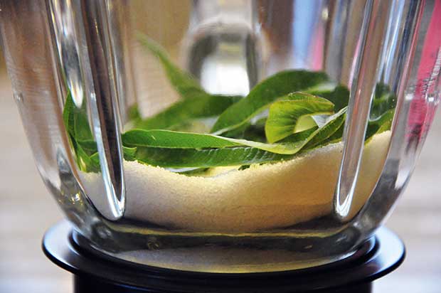 How to Grow Lemon Verbena