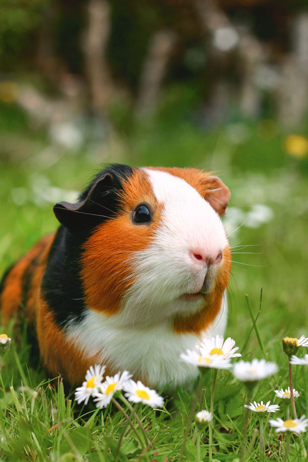 boy guinea pig