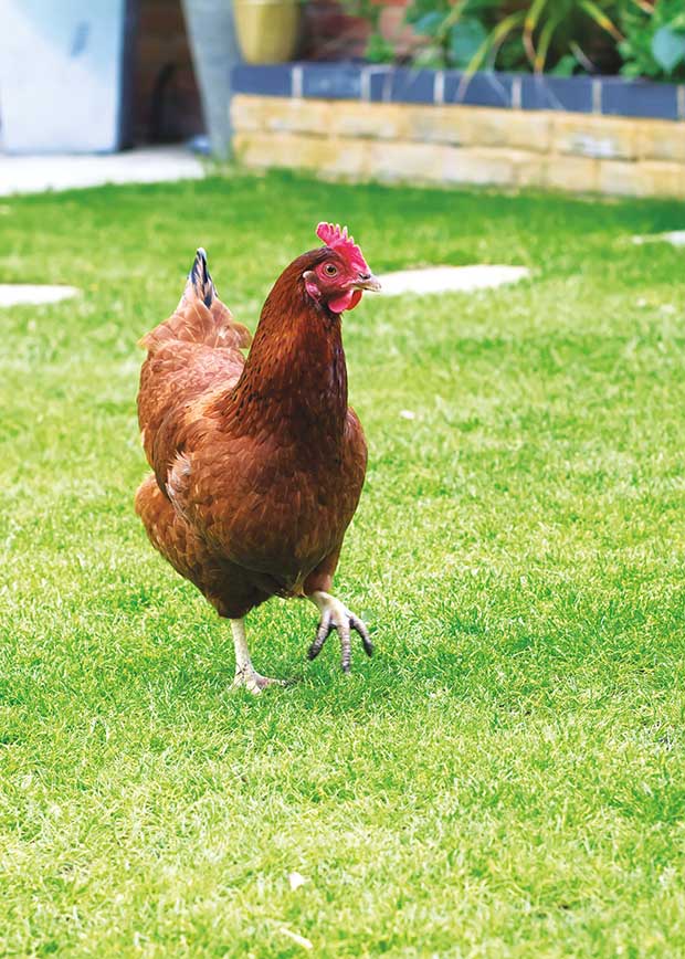 Odd reasons your chicken might be lame