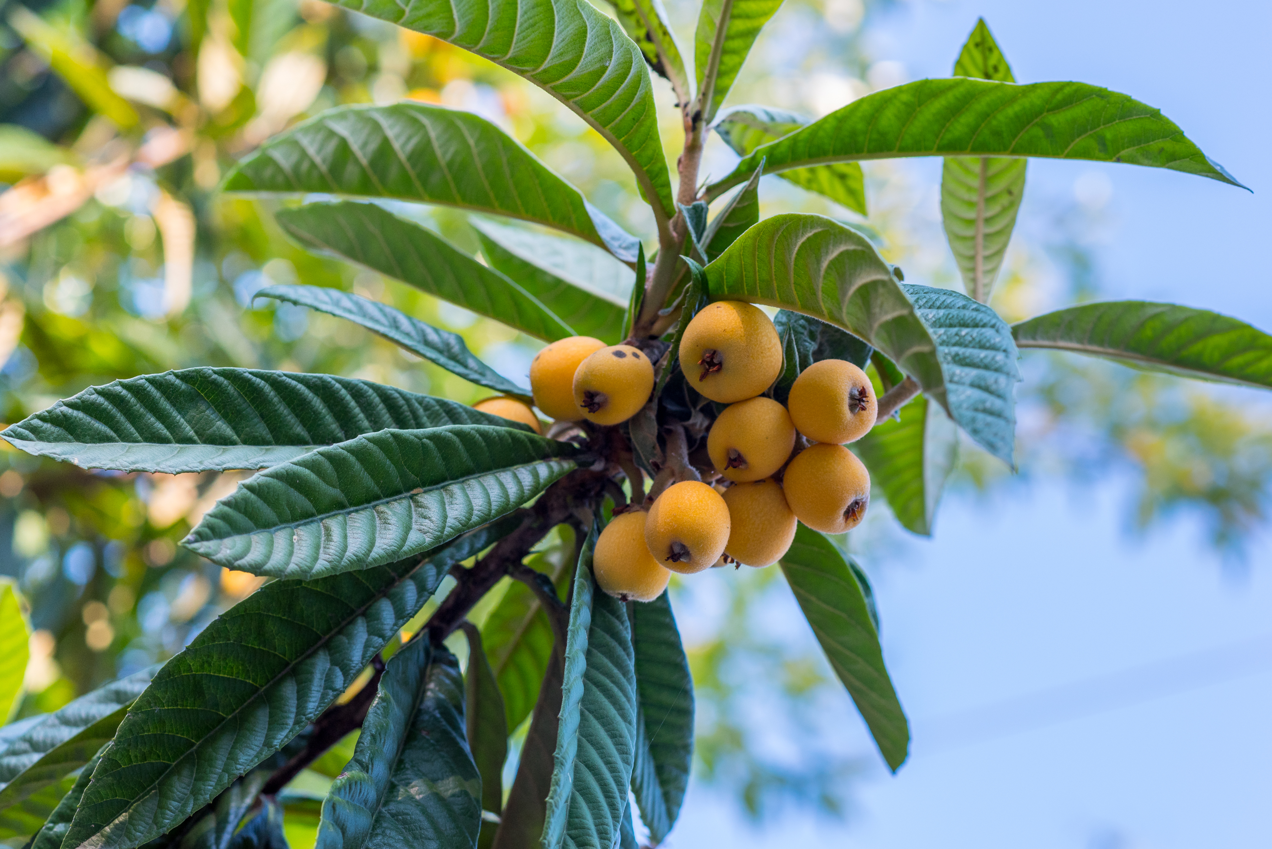 How to grow loquat trees in New Zealand & why you may not want to
