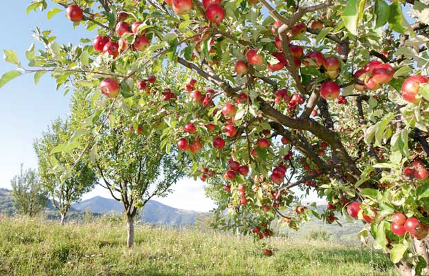 Die besten Obstbäume zum Wachsen in Ballarat