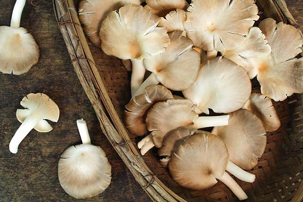 How To Grow Mushrooms At Home Using A Fungi Spawn Kit Thisnzlife